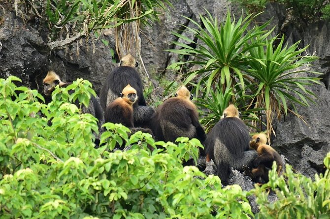 BEST UNIQUE 3-Day Halong Bay Cruise, Lan Ha & Cat Ba Island - Kayaking, caves, and an early morning on the water