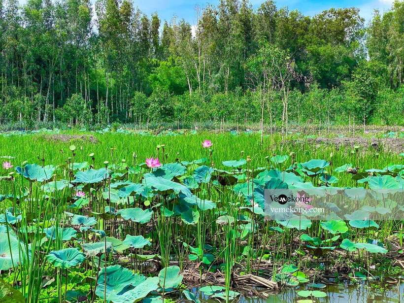 Can Tho: Lung Ngoc Hoang Forest Nature Reserve Half-Day Tour - Is $47 a fair price?