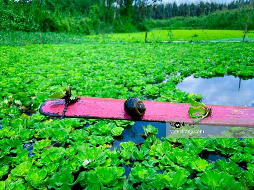 Can Tho: Lung Ngoc Hoang Forest Nature Reserve Half-Day Tour - The one-hour ride from Can Tho