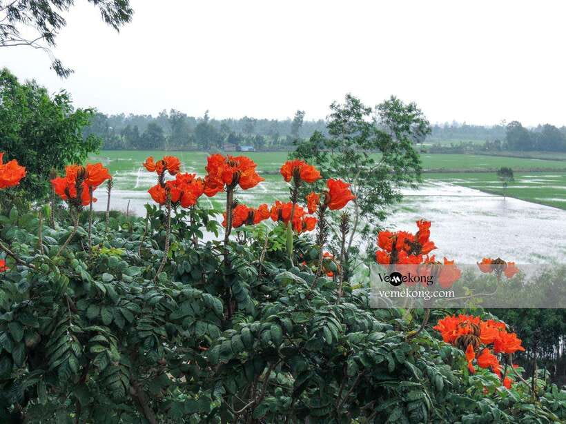 Can Tho: Lung Ngoc Hoang Nature Reserve & Forest Tour - The giant ficus tree and Mekong Delta war history