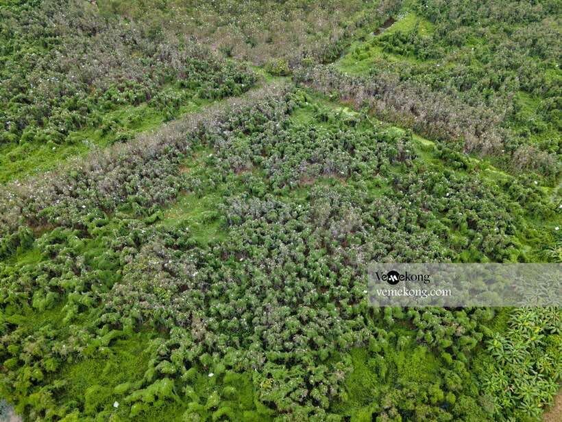 Can Tho: Lung Ngoc Hoang Nature Reserve & Forest Tour - Morning or afternoon departure?