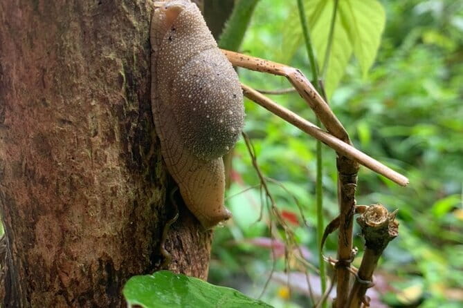 Cat Ba National Park Full Day Trekking Tour to Viet Hai Village - From rainforest trails to Lan Ha Bay