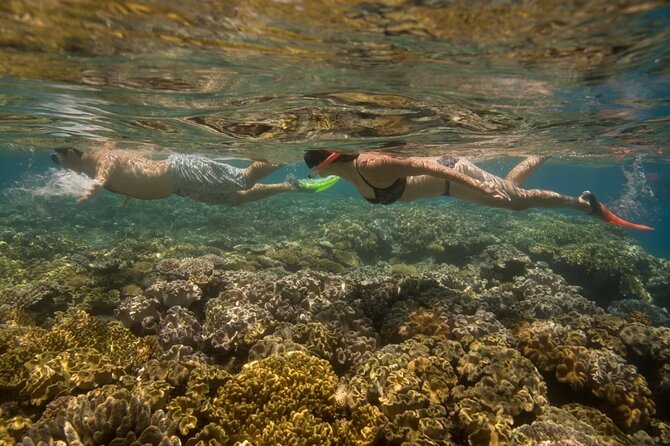Cham Island Daily-Snorkeling(Optional:Pick up at Cua Dai Port) - Lunch, with a useful dietary tip