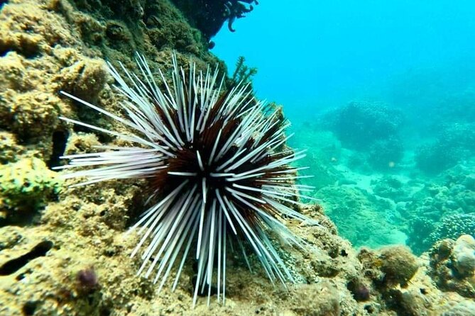 Cham Island Snorkeling Daily Group Tour, Sunbathing, nice beaches - A seafood lunch that fits the setting