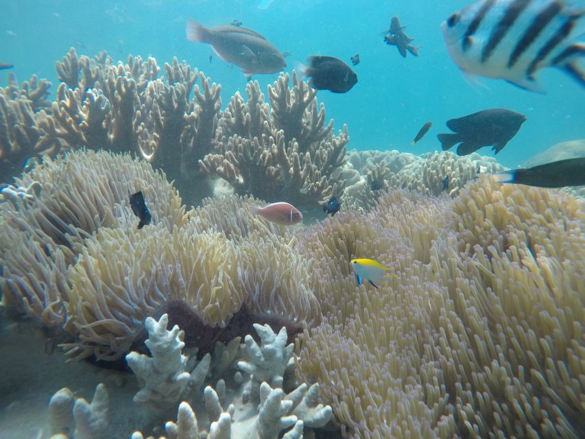 Cham Island: Snorkeling Tour - Practical tips for a better day