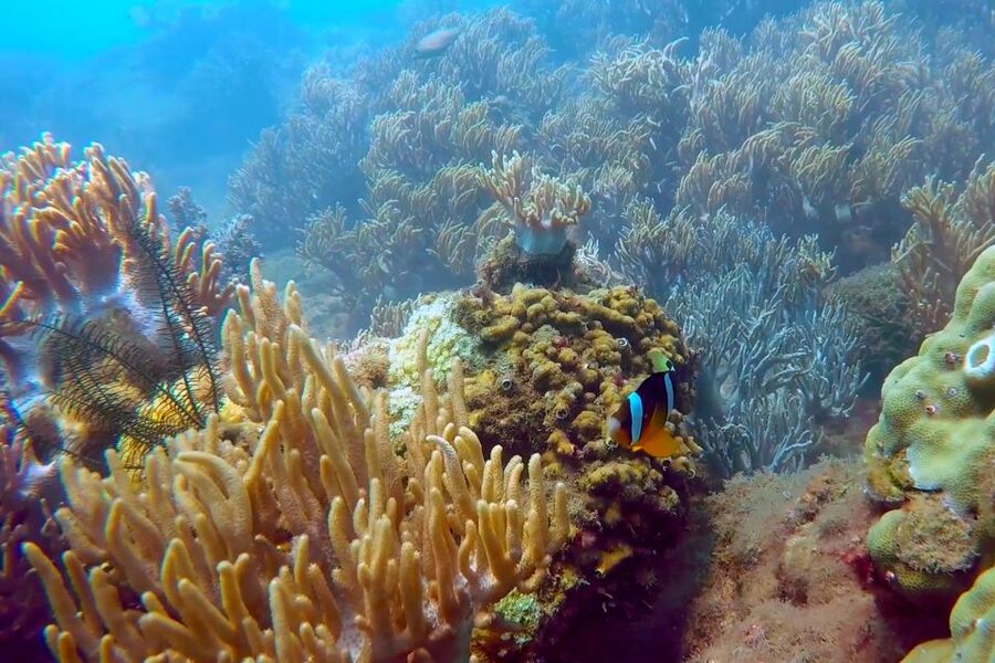 Cham Island: Underwater Walking & Snorkeling Tour - Practical ways to make the day easier
