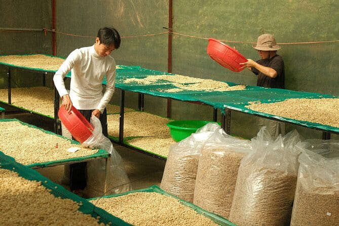 Coffee Farm Tour with Roasting & Tasting Workshop - Da Lat - Brewing and Tasting What You Made
