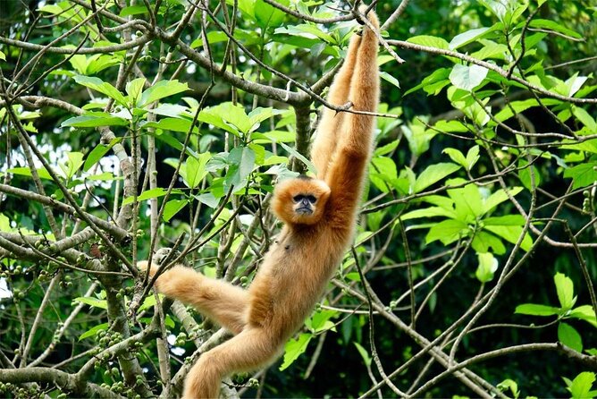 Cuc Phuong National Park Private Day Tour: Trekking & Primates - Lunch in a forest stilt house