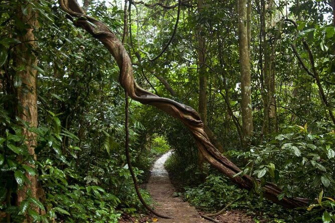 Cuc Phuong National Park Private Day Tour: Trekking & Primates - Entering Động Người Xưa