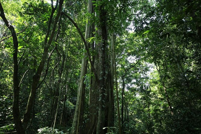 Cuc Phuong National Park Private Day Tour: Trekking & Primates - Is $99 good value?