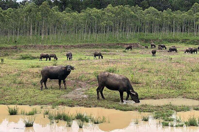 Da Lat Loop Tour On Private Car - Chicken Village and the K’hor people