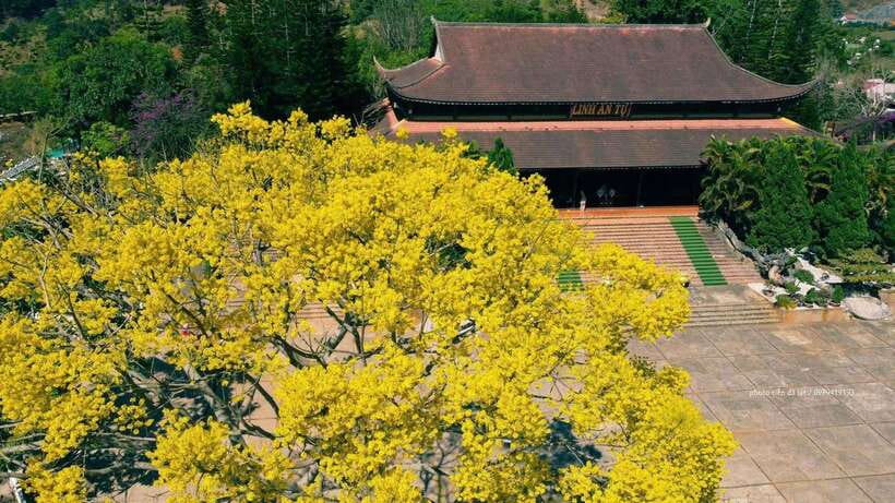 Dalat Countryside & Pongour Waterfall Tours (Small Group) - Me Linh Coffee Garden and the road through Ta Nung