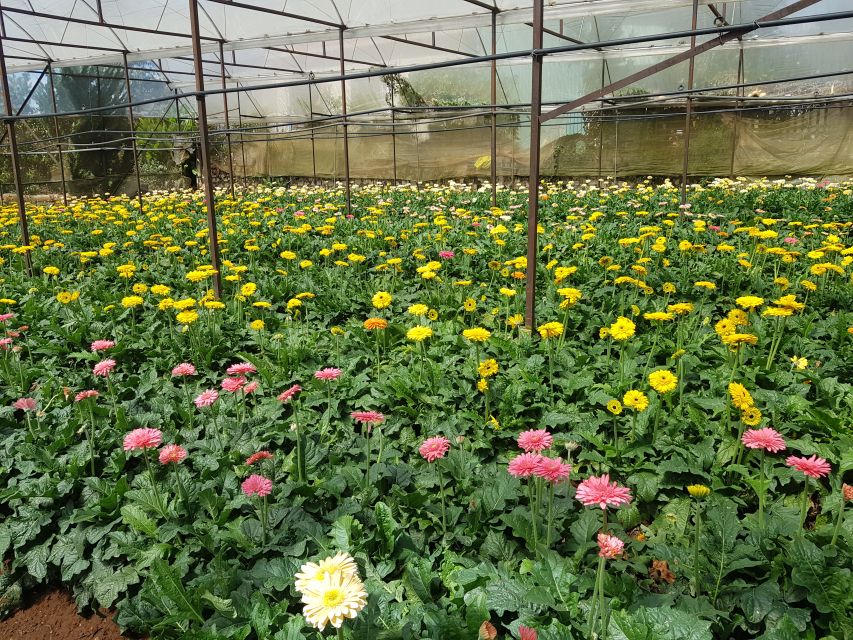 Dalat: Countryside Tour with Silk Village & Elephant Falls - Linh Quang Temple and Dalat’s first ancestral house
