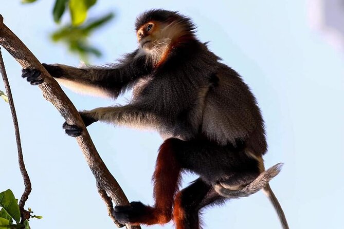 Endangered Monkeys Watching - Red Shanked Douc Langurs - Key points to know before booking