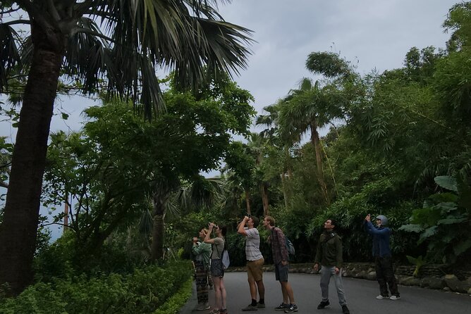 Endangered Monkeys Watching - Red Shanked Douc Langurs - Why Son Tra’s douc langurs are worth seeking out