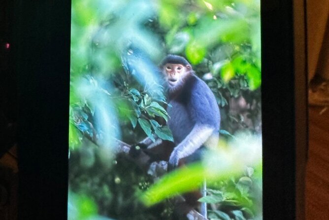 Endangered Monkeys Watching - Red Shanked Douc Langurs - Meeting local photographers and improving your photos
