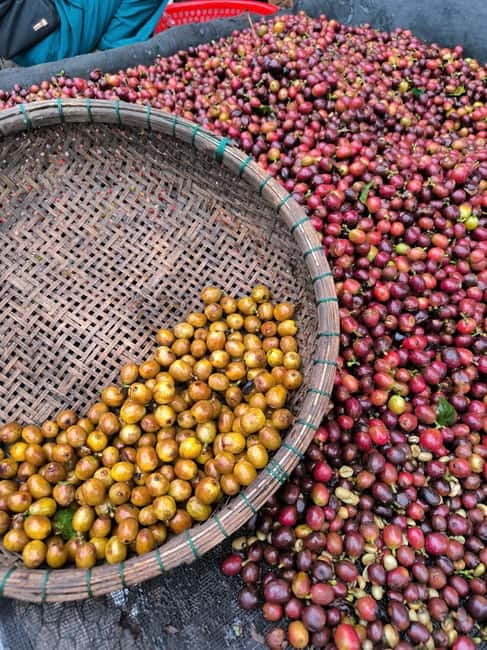 Experience specialty coffee with sustainable coffee farmers - Meeting farmer Huy at HuyEco Coffee & Culture