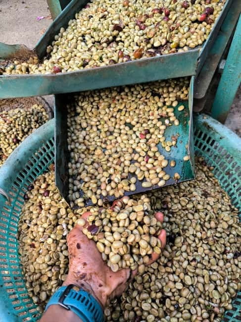 Experience specialty coffee with sustainable coffee farmers - What the sustainability talk adds