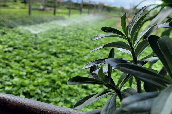 Explore Hoi An ancient town and local villages with a local guide - Three hours inside Hoi An Ancient Town