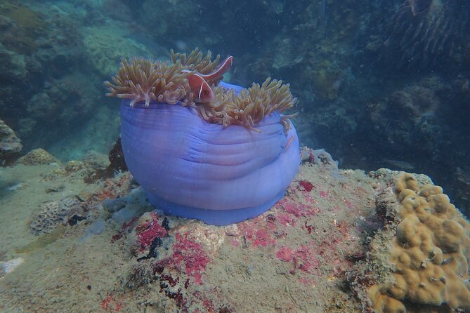 Explore Nha Trang Bay: Half-Day Snorkeling Adventure Tour - What your $40 buys on Nha Trang Bay