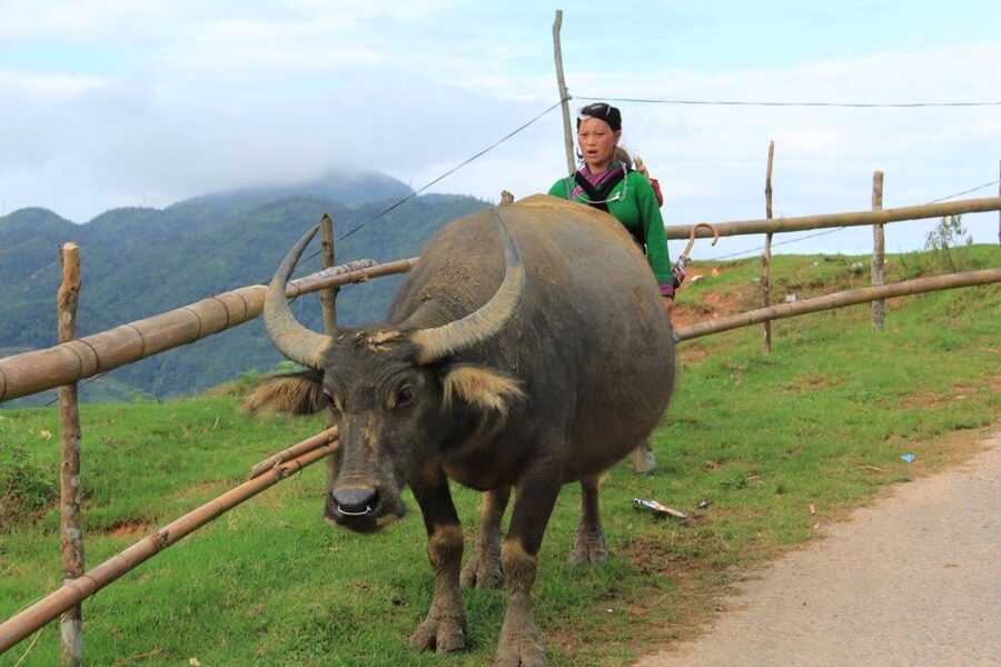From Hanoi: 2-Day Sapa Cultural Exchange Tour with Homestay - Should you book this two-day Sapa tour?