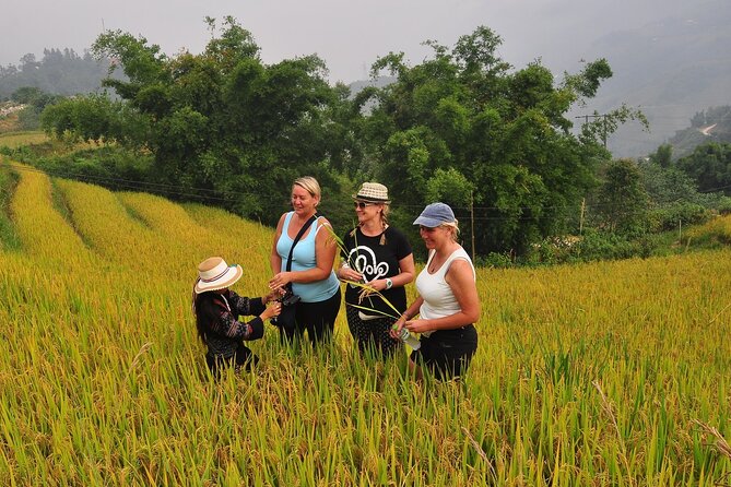 From Hanoi : Sapa Moutain Trek - Halong bay Heritage - Day 2: Rice terraces, streams, and a choice of free time