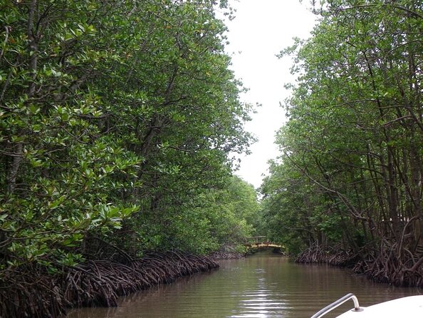 From Ho Chi Minh: Can Gio Trek – Monkey Island & Crocodile Farm - Monkey Island, where your belongings become snacks