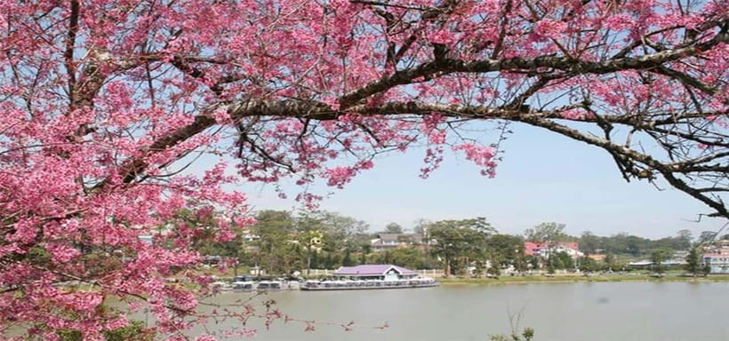 From Nha Trang: Best Seller Top Site Luxury Da Lat City Trip - Datanla Falls and the extra-cost roller coaster