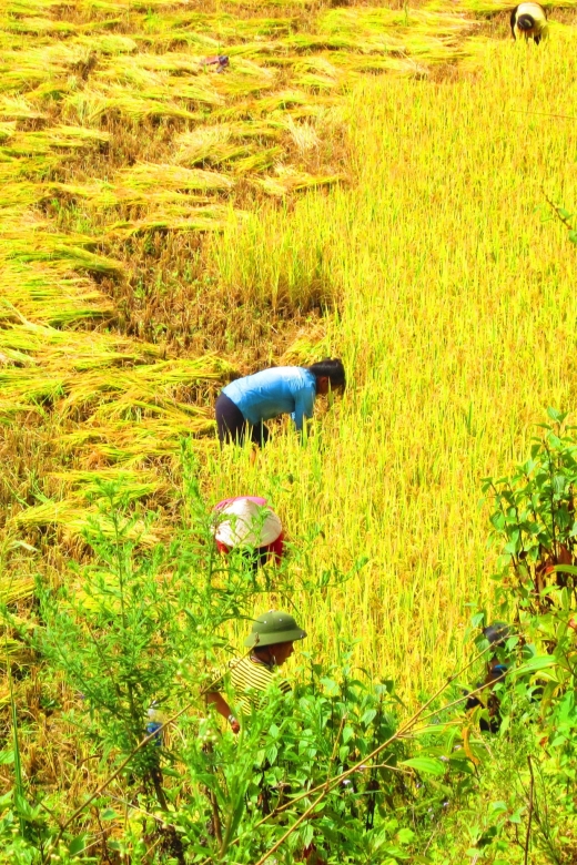 From Sapa: Waterfalls, Trekking and Tribal Villages Tour - Hmong and Red Dzao Culture Along the Route