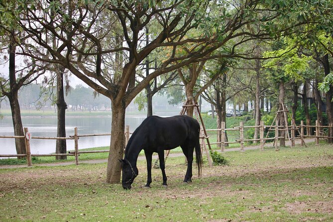 Hanoi Horseback Riding Club & Tours - Exclusive Experience - Timing, group size, and practical planning