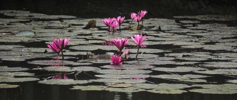 Hanoi: Ninh Binh, Tam Coc, Mua Cave & Hoa Lu with cycling - The guides make the difference