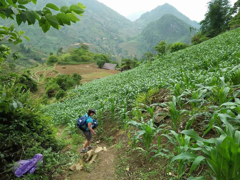 Hanoi- SaPa: 3-Day Homestay Trek to Explore Ethnic cultures - Guides, Group Size, and Communication