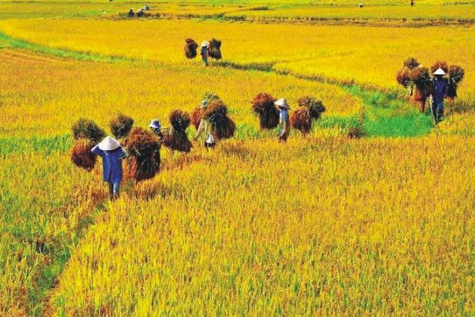 Hanoi Vespa Countryside Tour With Female Ao Dai Riders Half Day - Lunch, local food, and the egg coffee tip