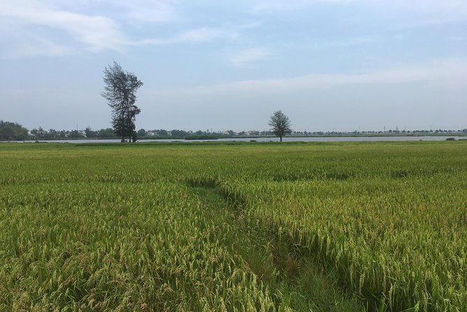 Hoi An countryside biking tour, water buffalo+ basket boat ride - Why this tour works beyond Hoi An’s old town