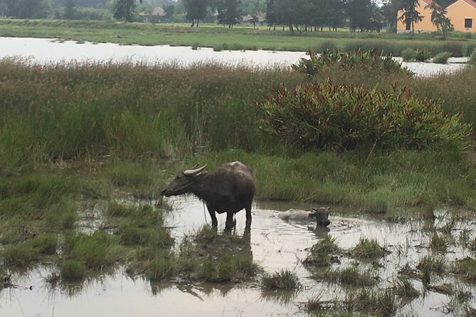 Hoi An countryside biking tour, water buffalo+ basket boat ride - Cycling from rice paddies to Tra Que