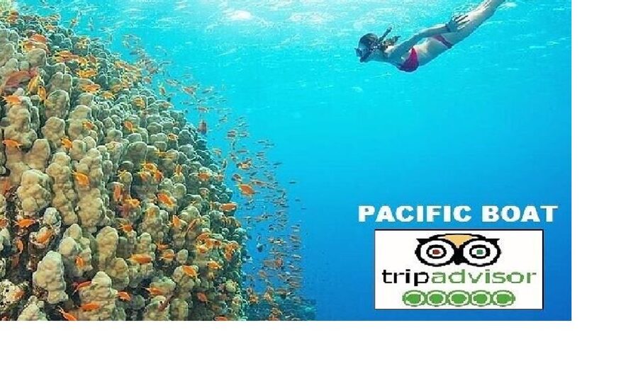 Hoi An/Da Nang: Snorkelling & Island-Hopping Speedboat Tour - Dai Island: the first hour in the water