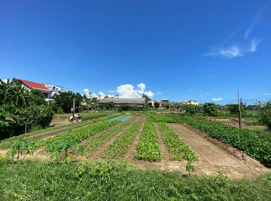 Hoi An: Rural Cycling Tour to Village with Basket Boat Ride - Tra Que Vegetable Village and a hands-on farm visit
