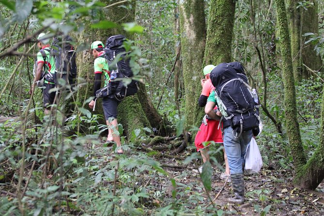 Langbiang Green Trekking Tours - Signature Trekking Da Lat - The climb through pine forest and jungle