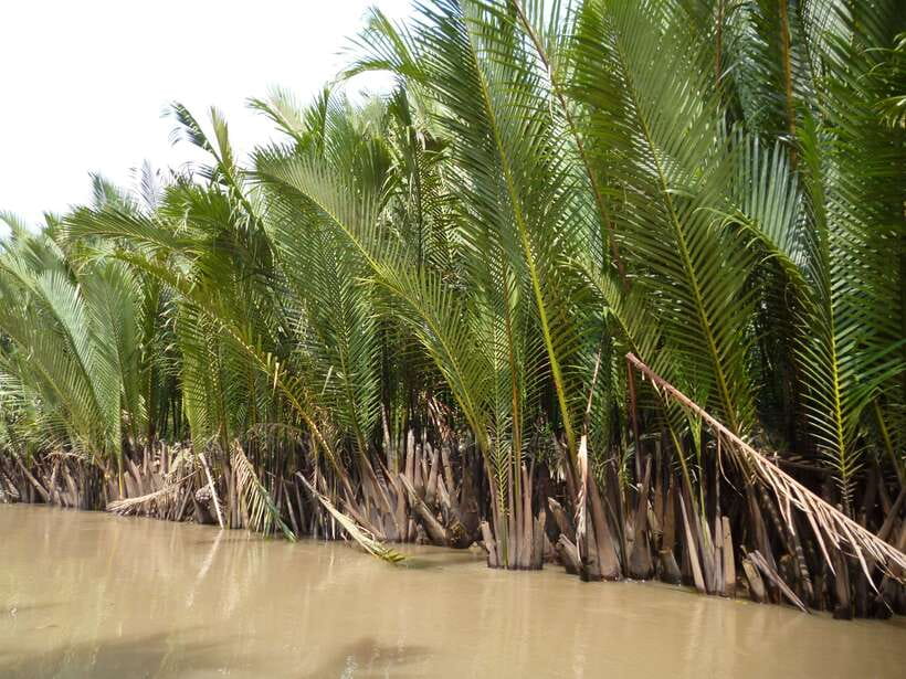 Mekong Day Tour by Car:Cai Be market, Local Island & Cycling - Coconut candy, honey tea, and puffed rice
