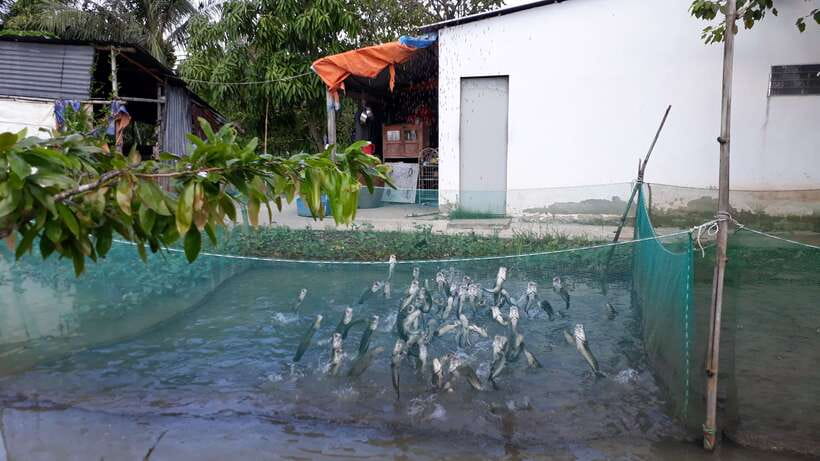 Mekong Day Tour by Car:Cai Be market, Local Island & Cycling - Village paths, local homes, and optional cycling