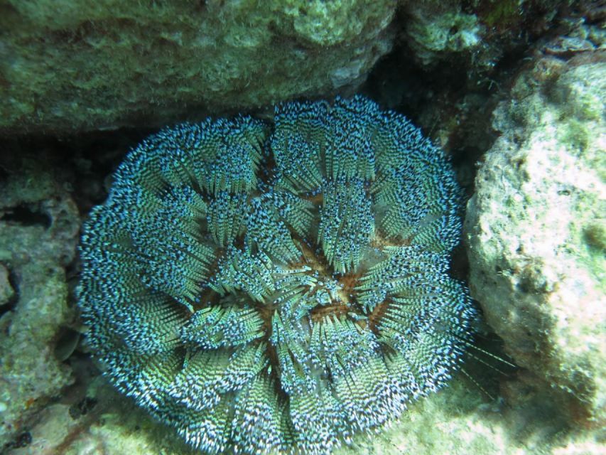 Nha Trang: Scuba Diving Experience for Non-Certified Divers - Who will enjoy this experience most