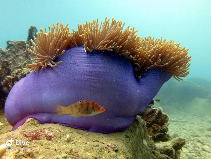 Nha Trang: Scuba Diving Experience for Non-Certified Divers - Waiting time and group organization