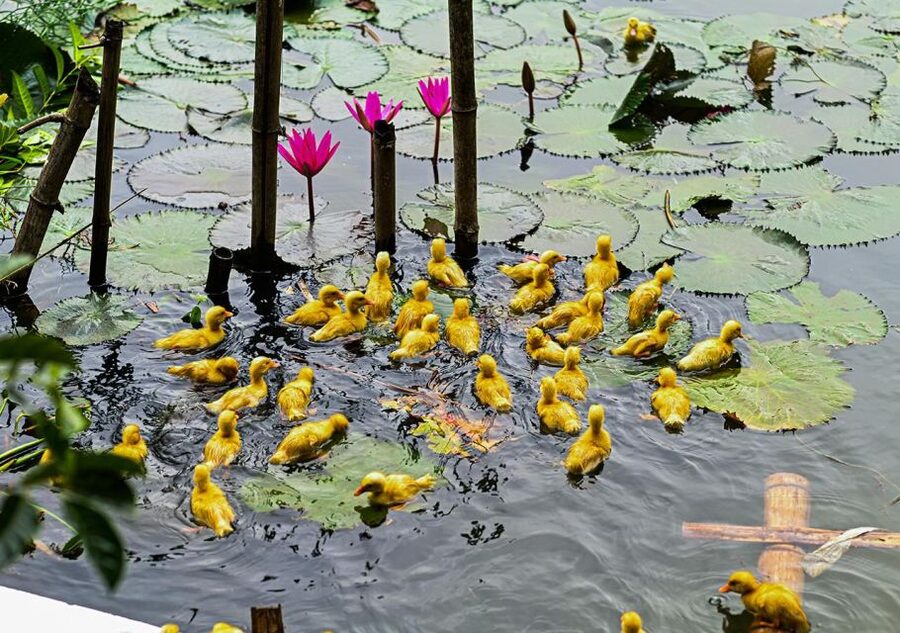 Ninh Binh cooking class at Buffalo Cave - Practical tips for a smoother visit
