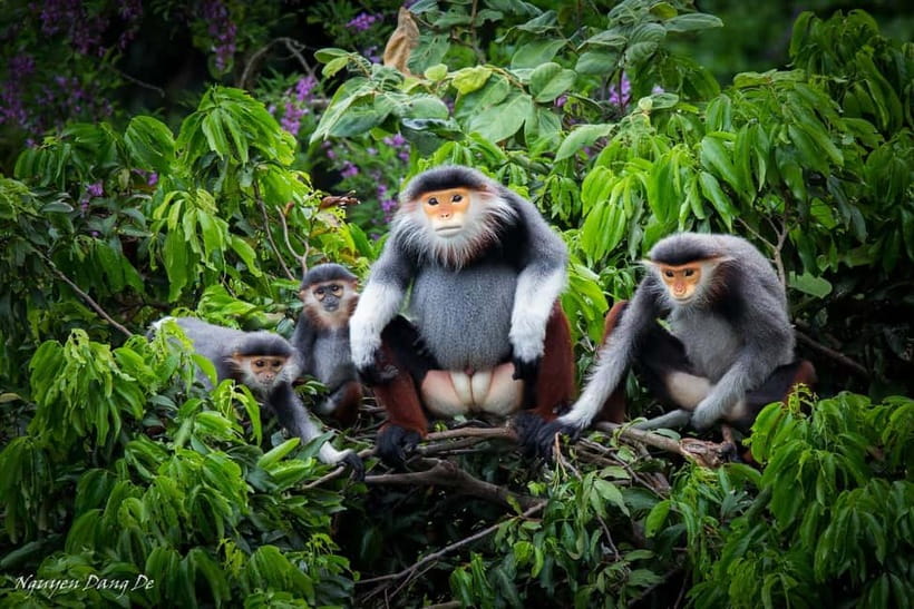 Ninh Binh: Cuc Phuong Jungle Hike & Wildlife Day Trip - Why Cuc Phuong makes a good change from Ninh Binh