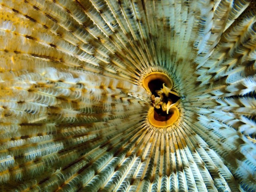 Phu Quoc: Scuba Diving Experience for All Levels - Lunch onboard from 11:00 to 12:00