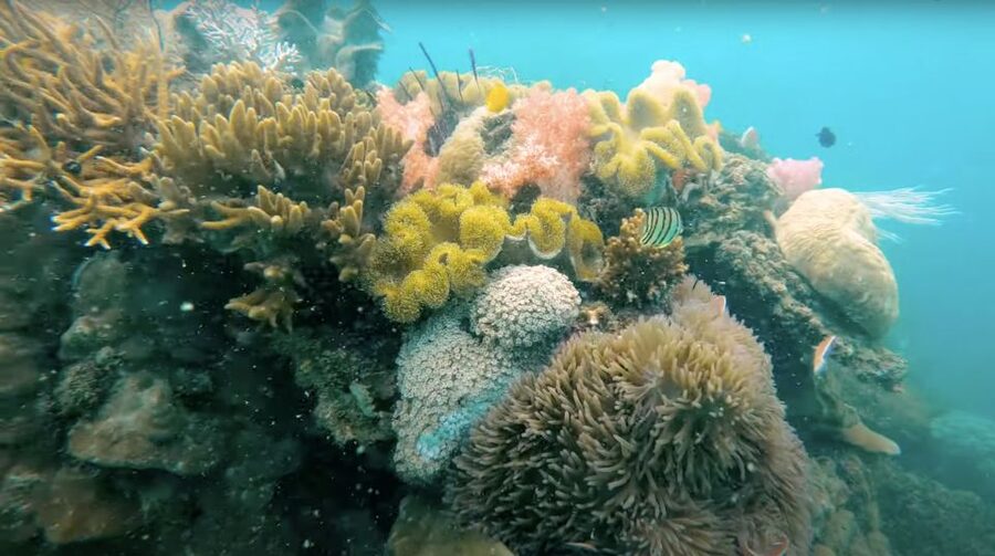 Phu Quoc: Speedboat Tour of 4 Islands with Snorkeling & BBQ - Buom Island: the strongest underwater stop
