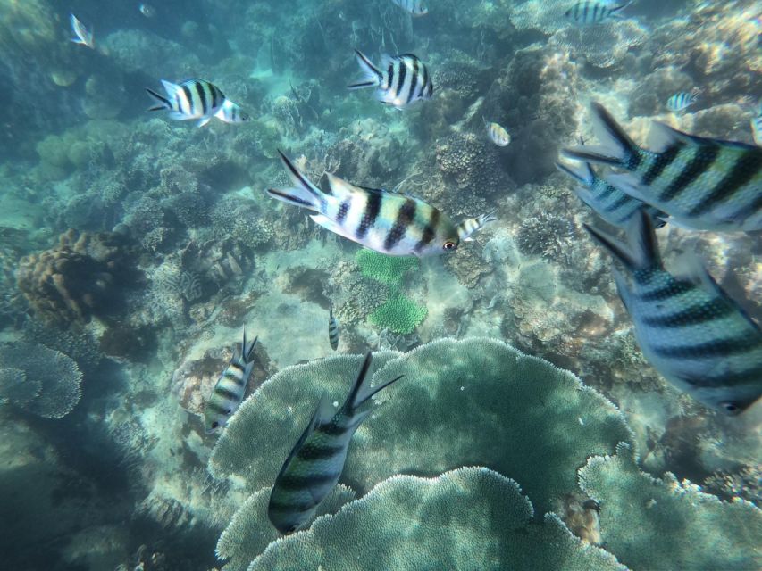 Phu Quoc: Speedboat Tour of 4 Islands with Snorkeling & BBQ - Fingernail Island: fruit, drinks, and a mixed beach stop