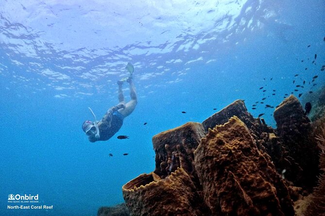 PRO-SNORKELING to Explore Hidden Coral Reefs (MAX 10 PAX) - Key points at a glance