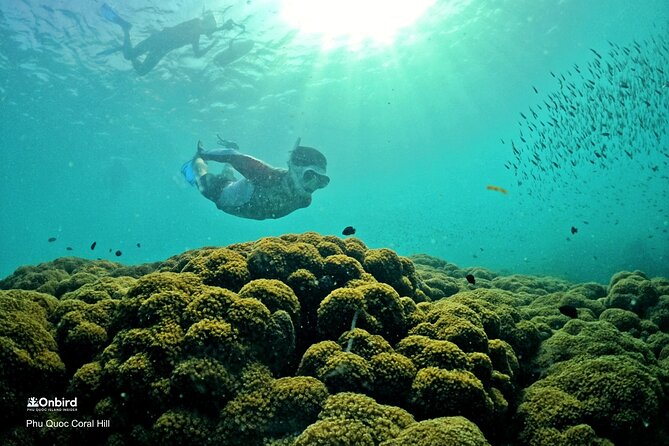 PRO-SNORKELING to Explore Hidden Coral Reefs (MAX 10 PAX) - Why the daily reef choice matters