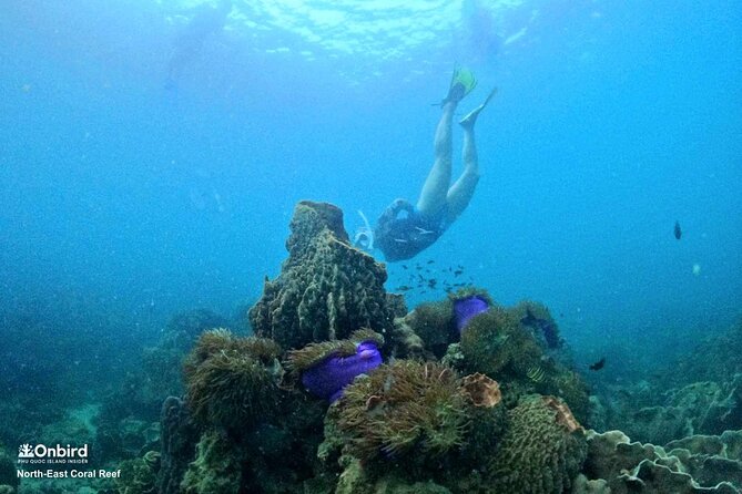 PRO-SNORKELING to Explore Hidden Coral Reefs (MAX 10 PAX) - The shallow-water lesson before the reef